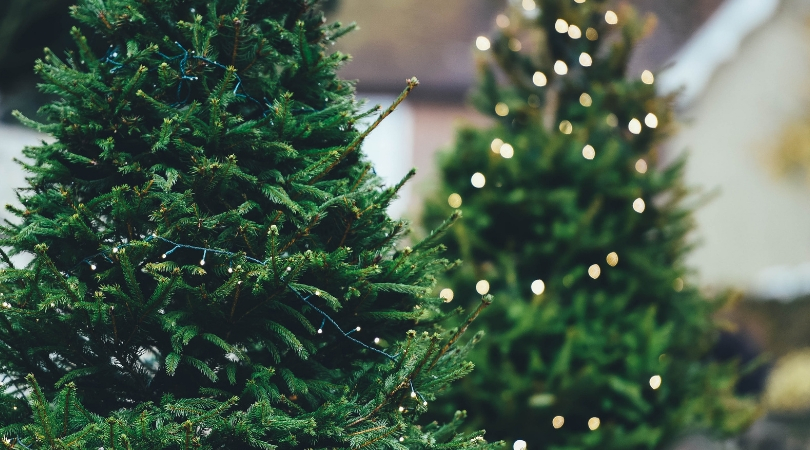 Simplified's Guide to Picking the Perfect Christmas Tree - Consider it ...