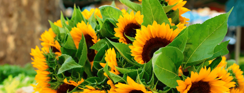 Sunflowers at a market