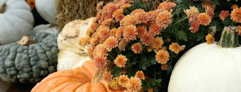 Fall pumpkins and flowers
